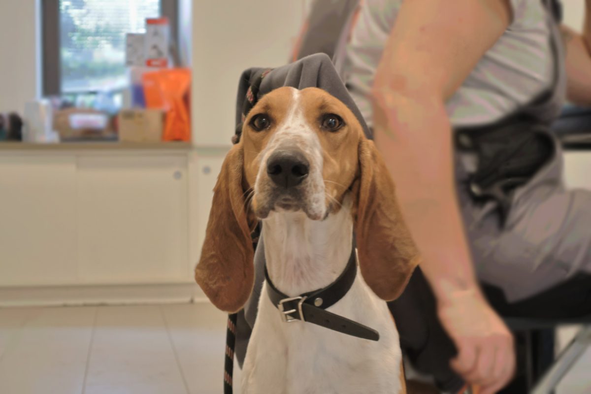 Midi - Chien Basset Bleu de Gascogne à adopter - photo 2