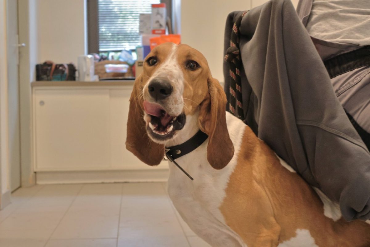 Midi - Chien Basset Bleu de Gascogne à adopter - photo 3