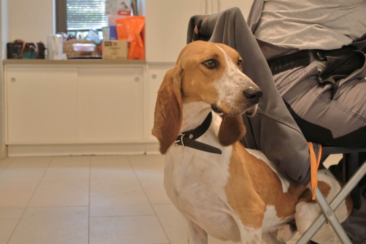 Midi - Chien Basset Bleu de Gascogne à adopter - photo 4