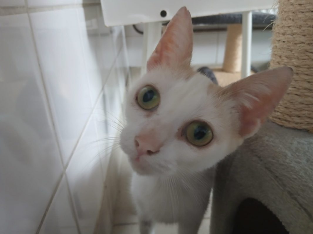 Urielle - Chat Européen à adopter