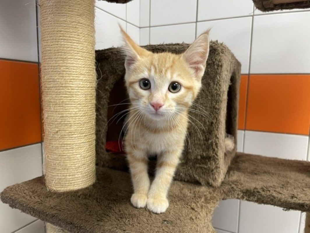 Zouzou - Chat Européen à adopter