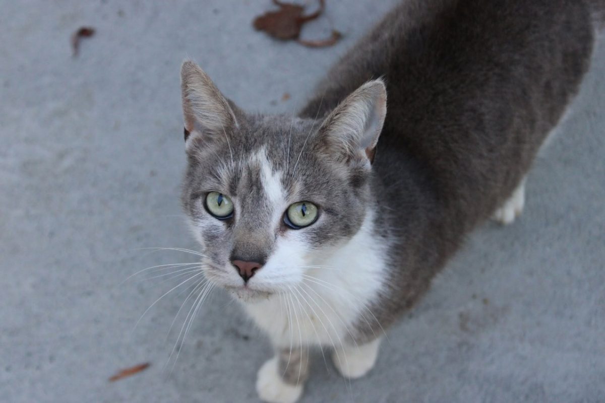 Doux - Chat Européen à adopter