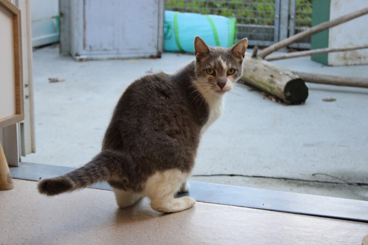 Doux - Chat Européen à adopter - photo 2
