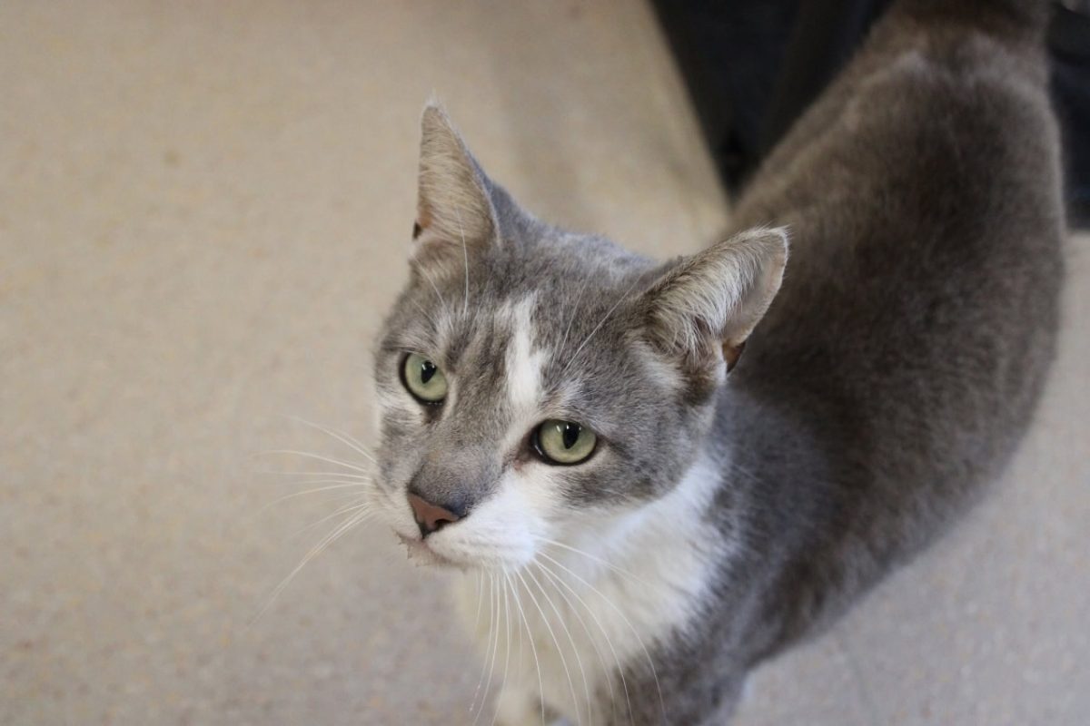 Doux - Chat Européen à adopter - photo 3
