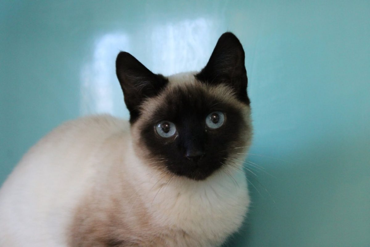 Grumeau - Chat Européen à adopter