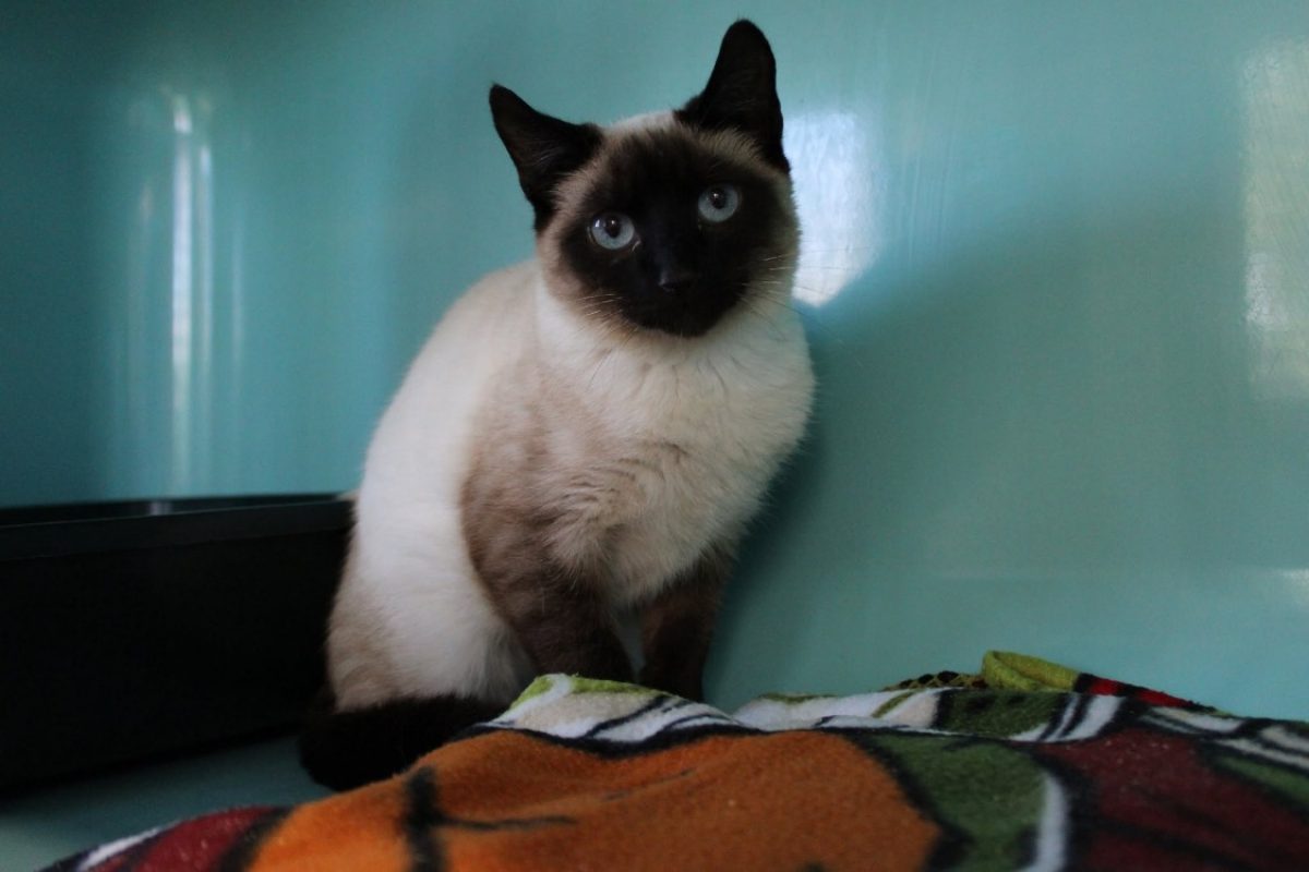 Grumeau - Chat Européen à adopter - photo 2