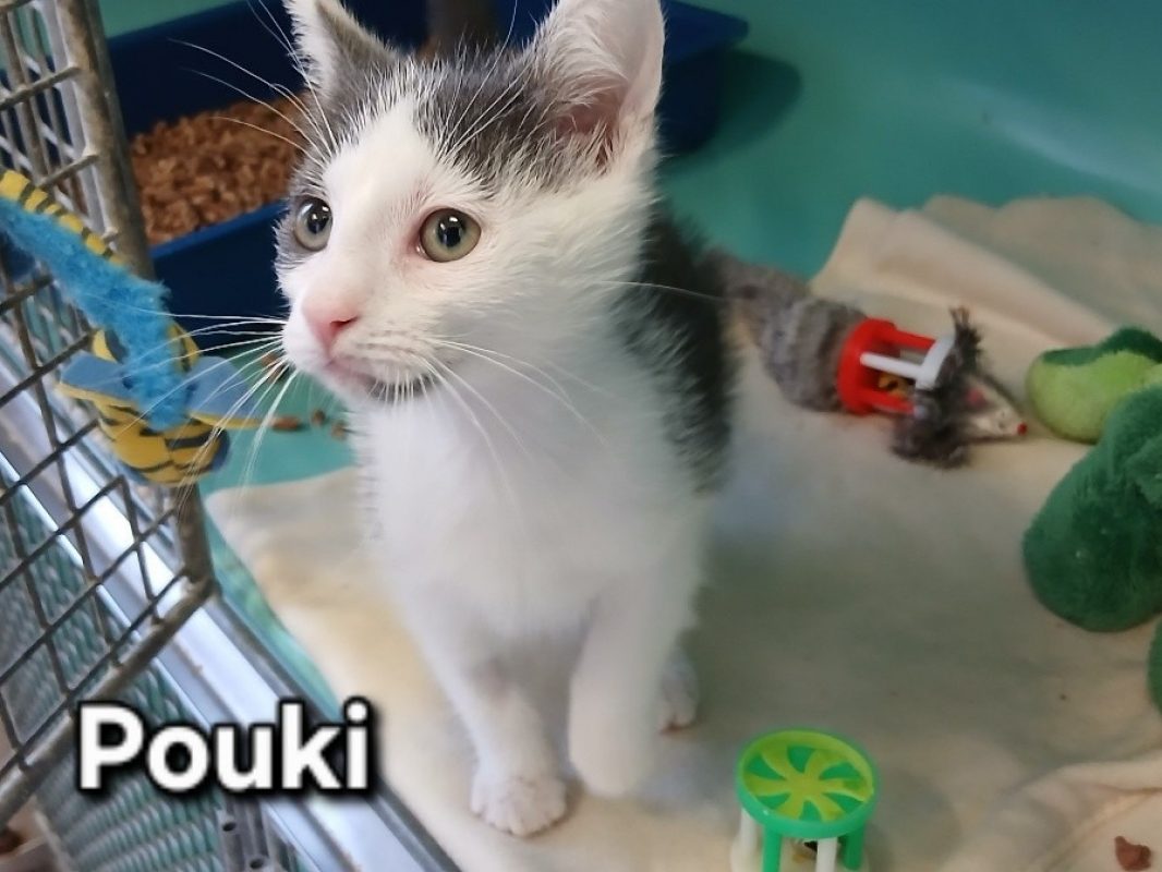 Pouki - Chat Européen à adopter