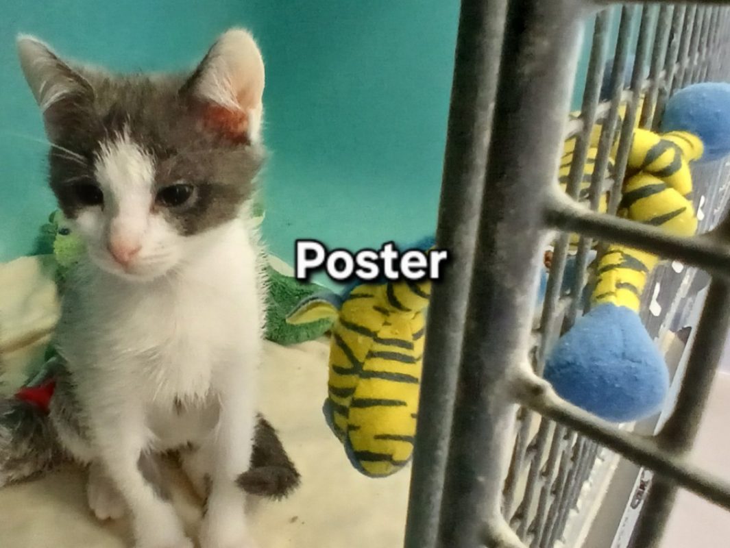 Poster - Chat Européen à adopter