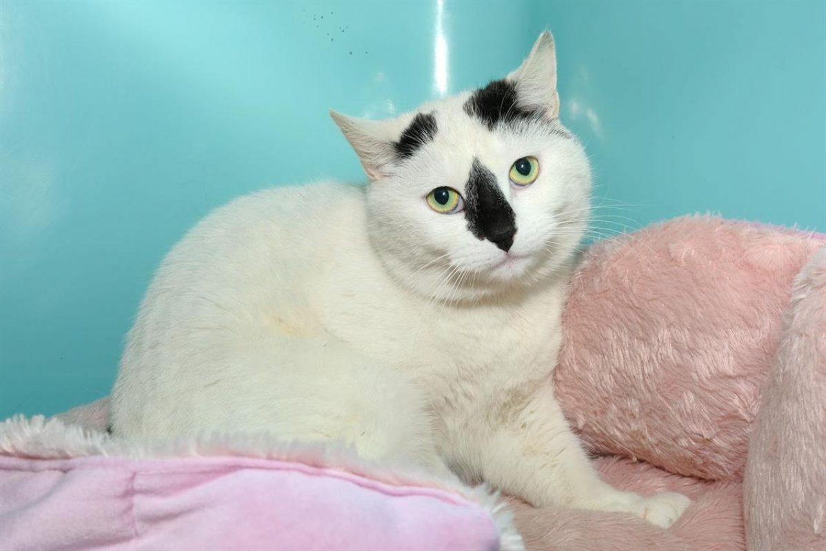 Nala - Chat Européen à adopter