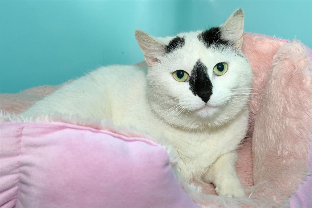 Nala - Chat Européen à adopter - photo 2