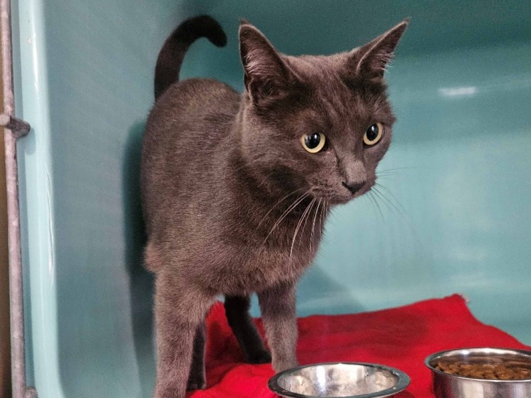 Queenie - Chat Européen à adopter