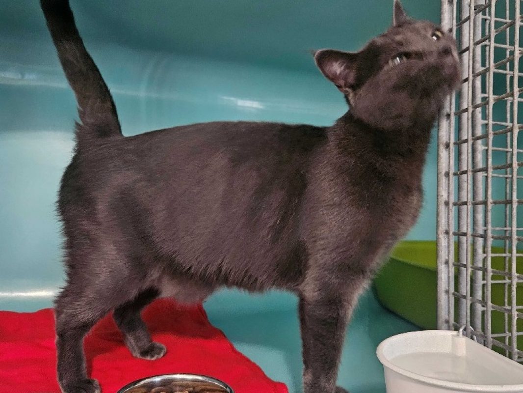 Queenie - Chat Européen à adopter - photo 3
