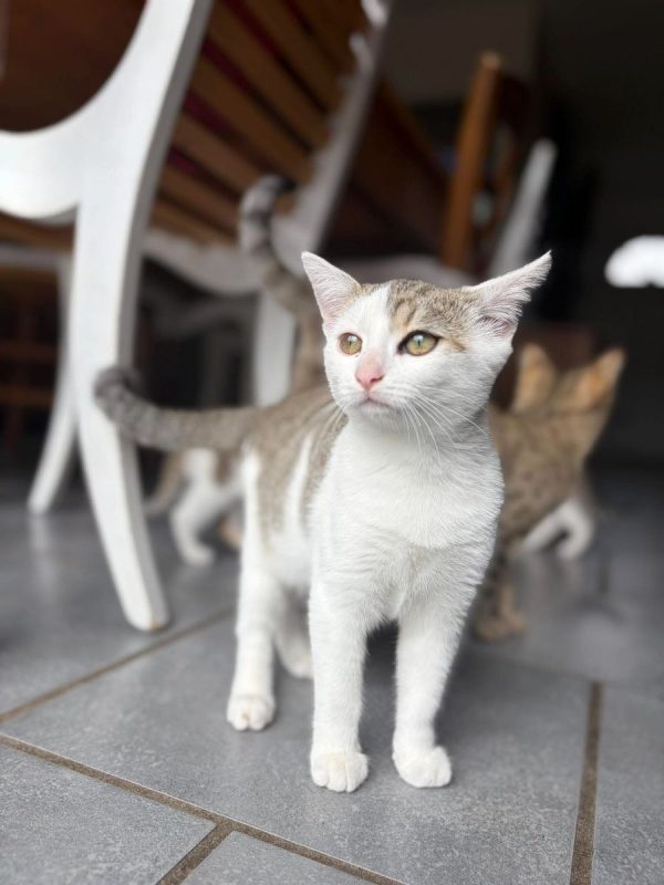 Suzanne - Chat Européen à adopter