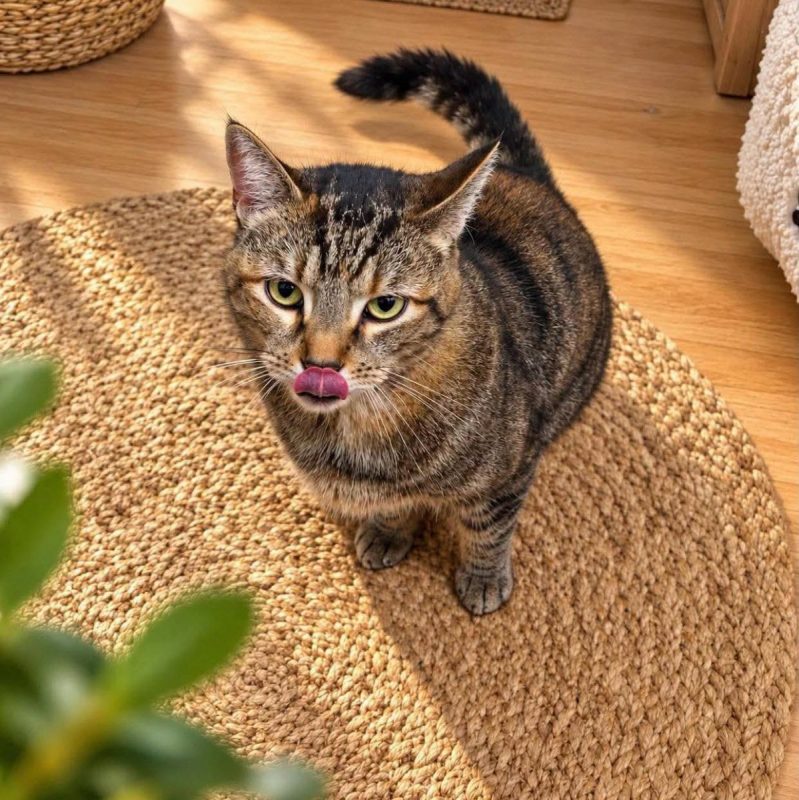 Sweety - Chat Européen à adopter - photo 3