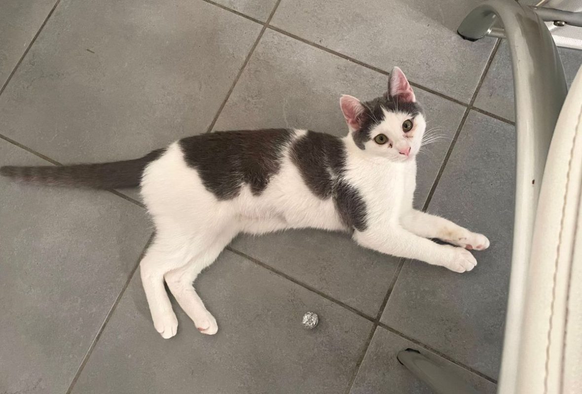Oudinette - Chat Européen à adopter - photo 5