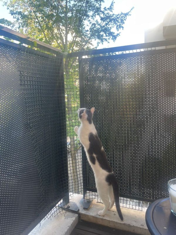 Oudinette - Chat Européen à adopter - photo 4