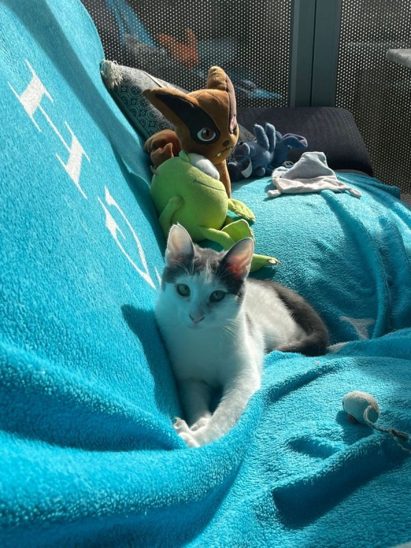 Oudinette - Chat Européen à adopter