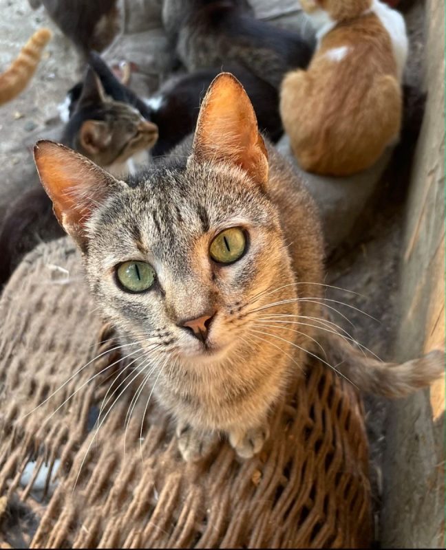 Rose - Chat à adopter