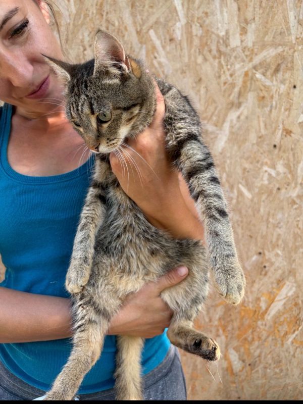 Rose - Chat à adopter - photo 4