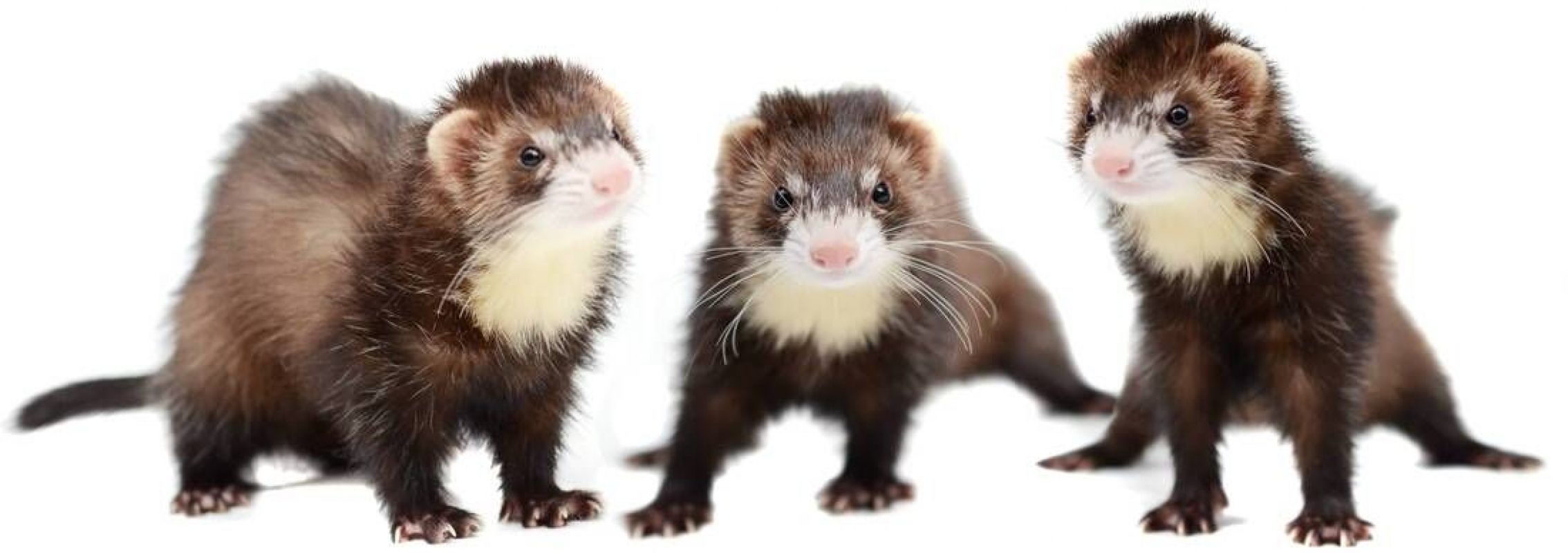 PIXIE - Rongeur Furet à adopter