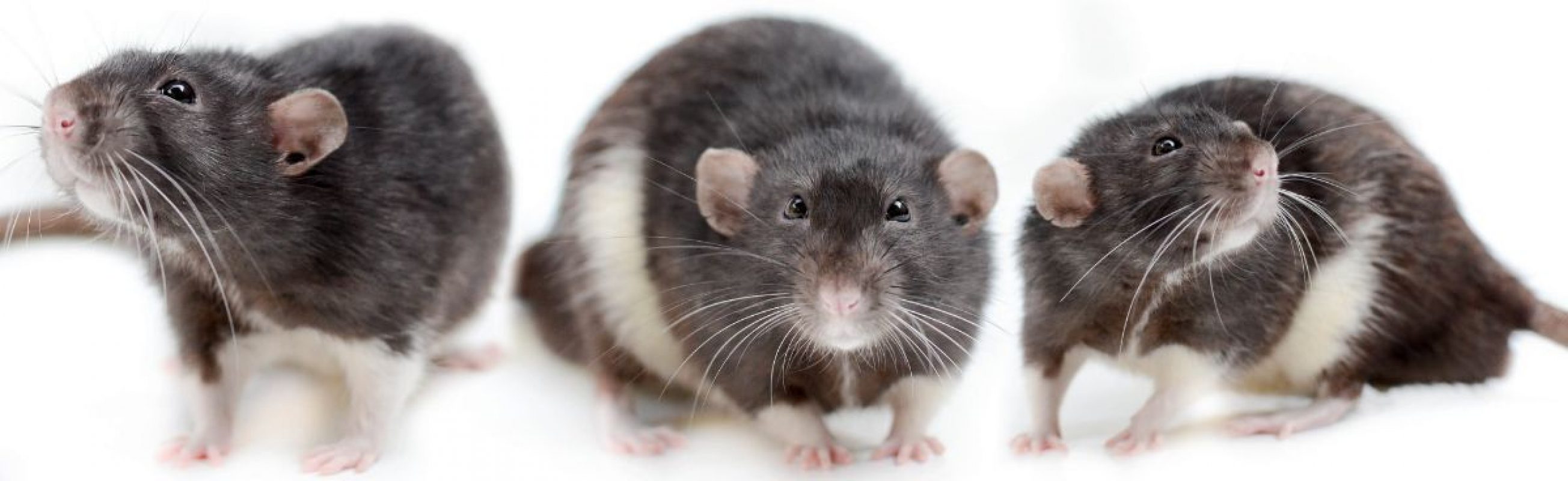 Lazard - Rongeur Rat à adopter