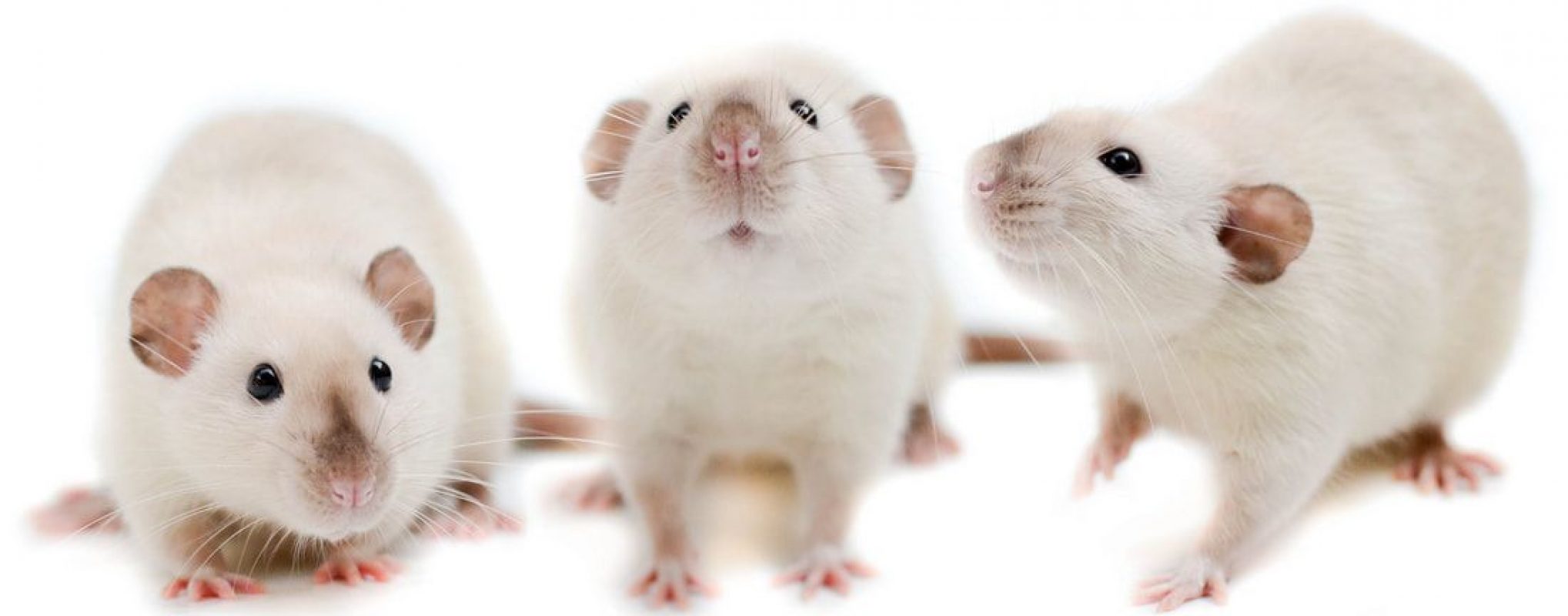 Mahé - Rongeur Rat à adopter