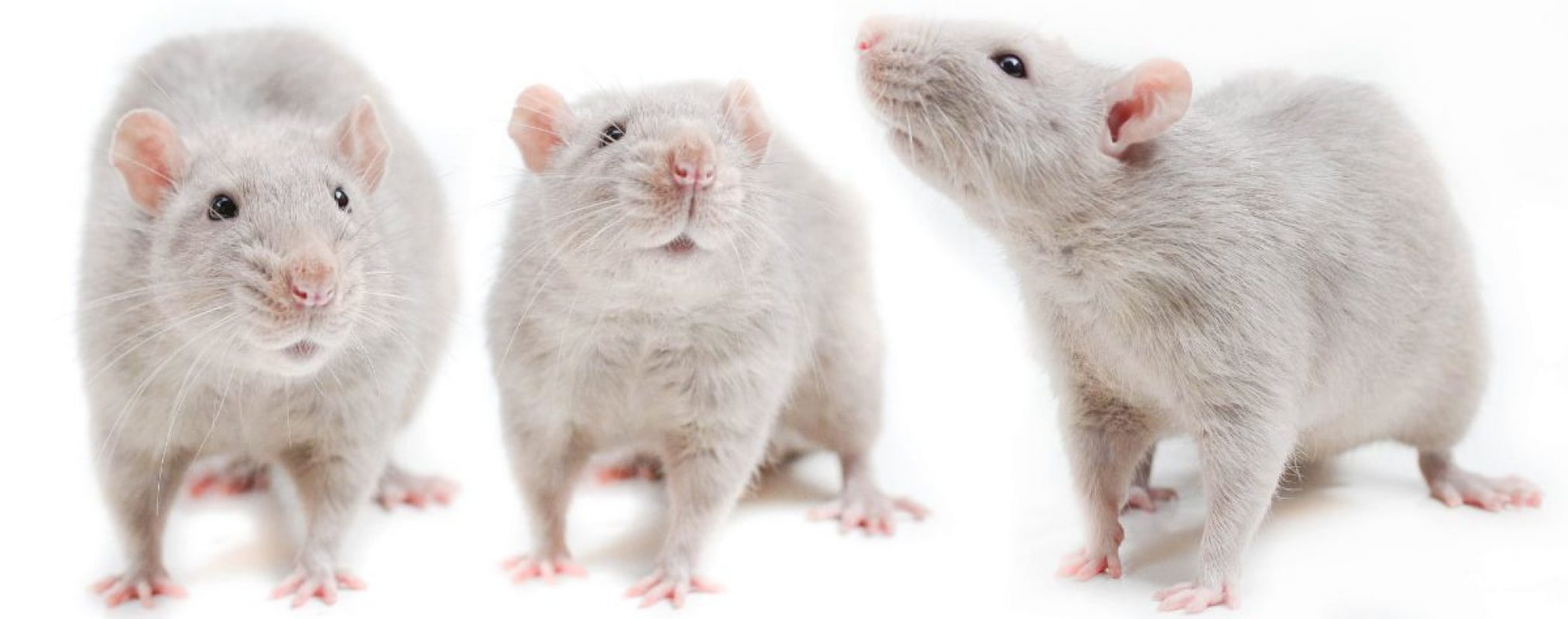 Bodhi - Rongeur Rat à adopter