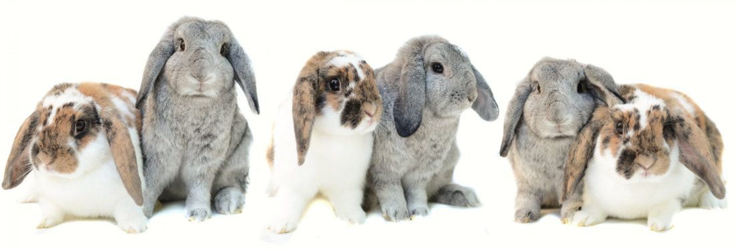 Doug et Bonnie - Rongeur Lapin à adopter