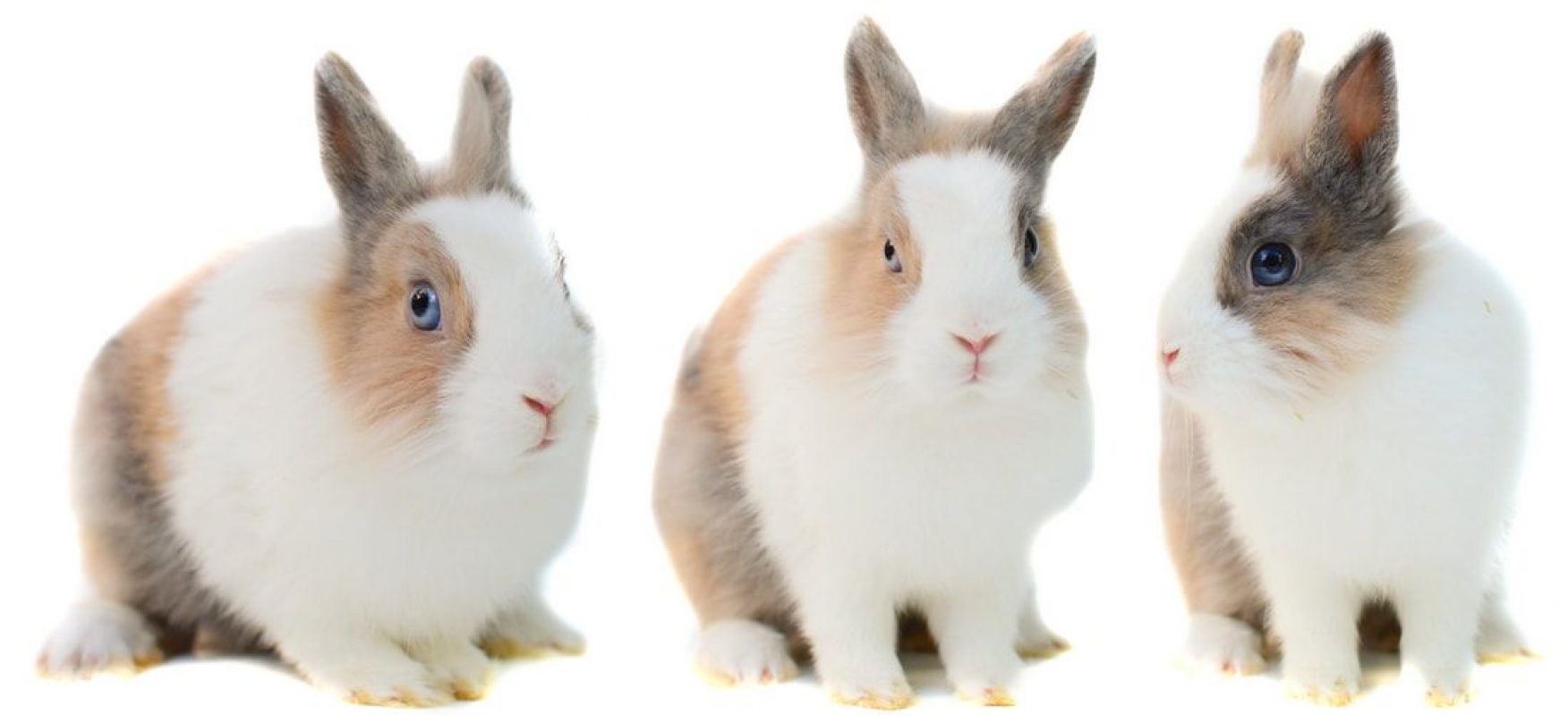 Caïd - Rongeur Lapin à adopter