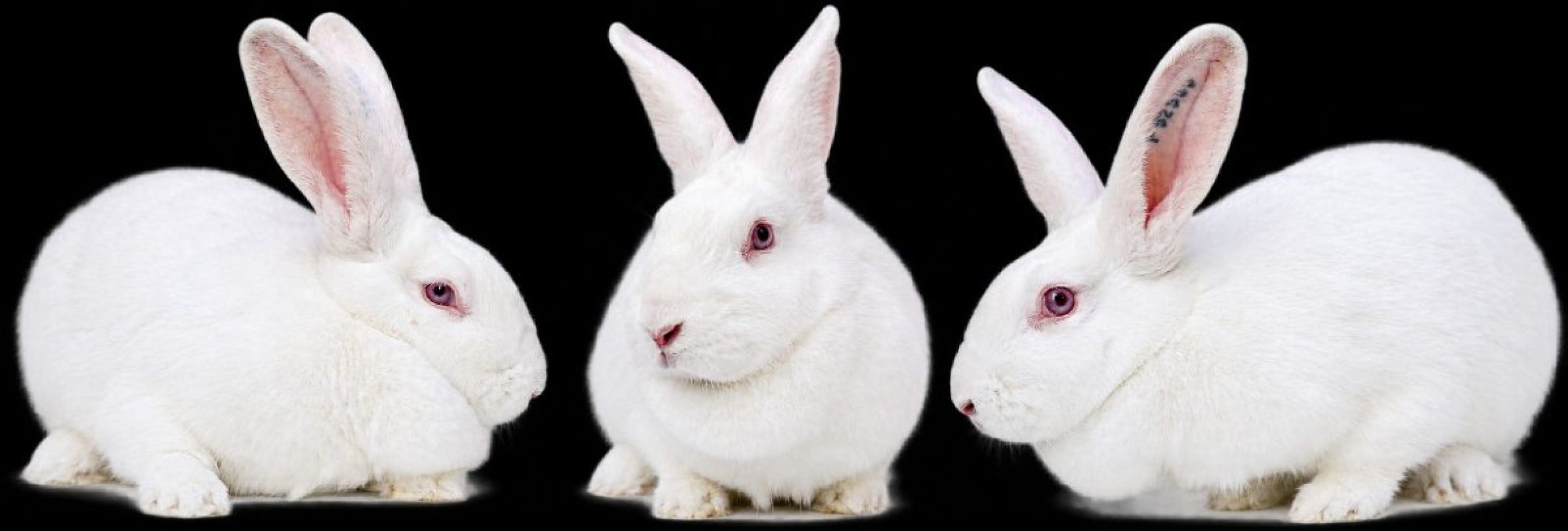 Orla - Rongeur Lapin à adopter
