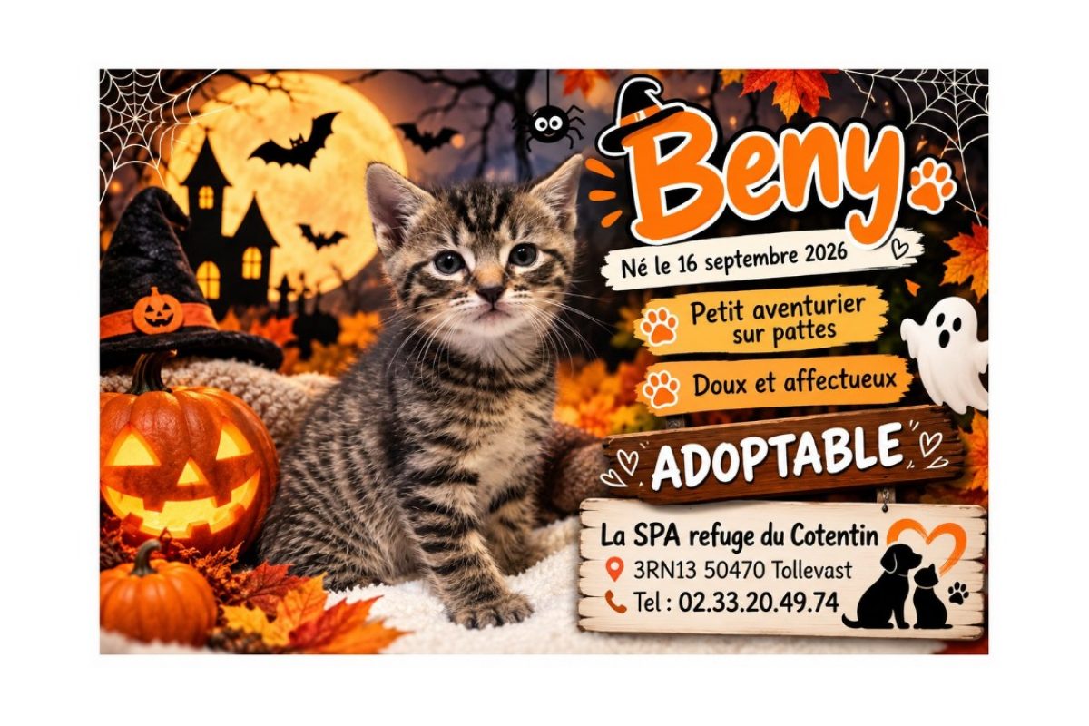 Beny - Chat Européen à adopter
