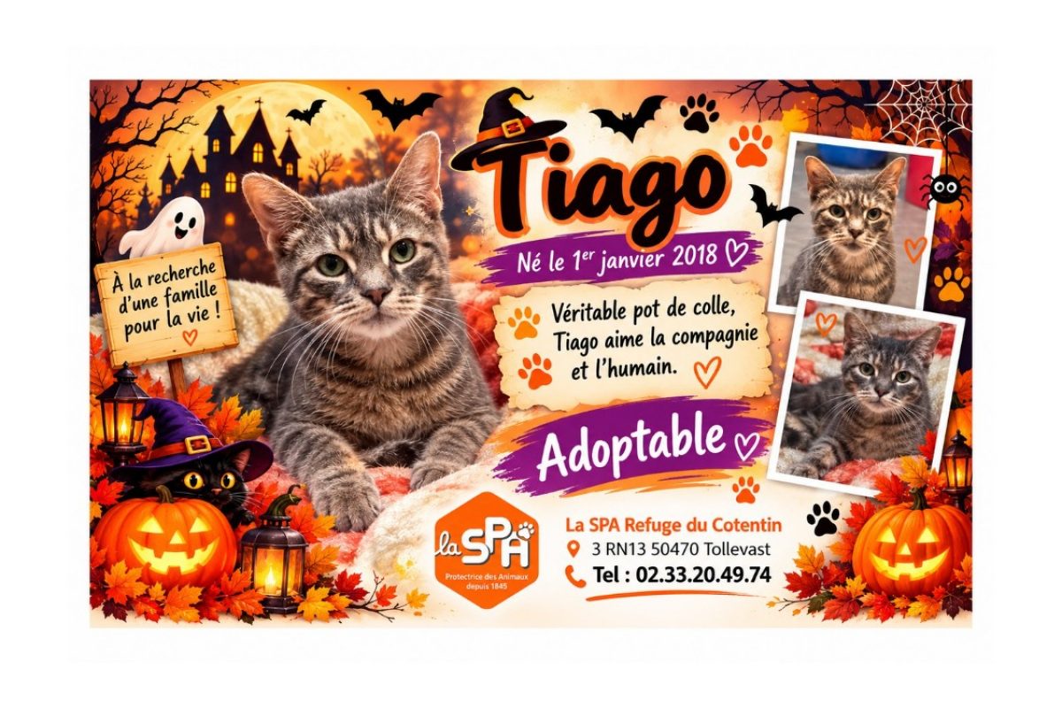 Tiago - Chat Européen à adopter