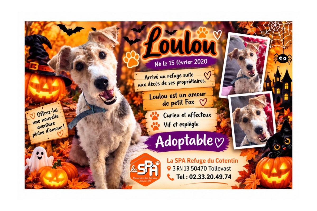 Loulou - Chien à adopter