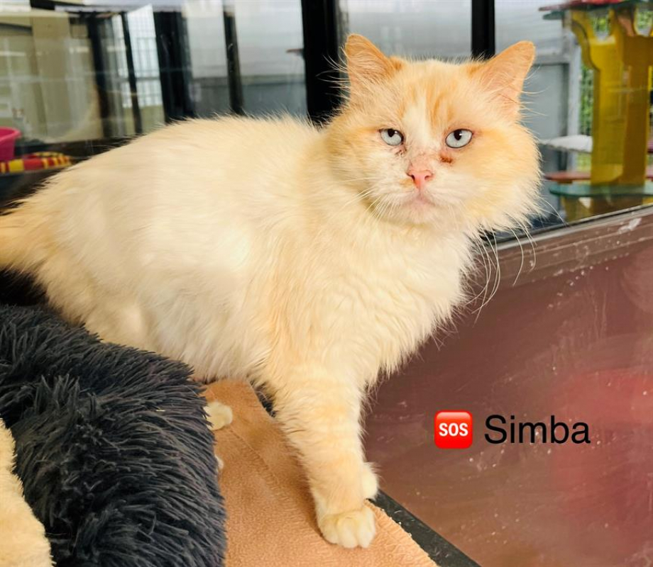 Photo #2 de Simba