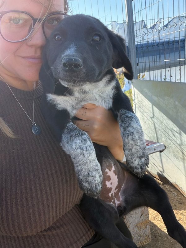 HONEY - Chien à adopter - photo 4