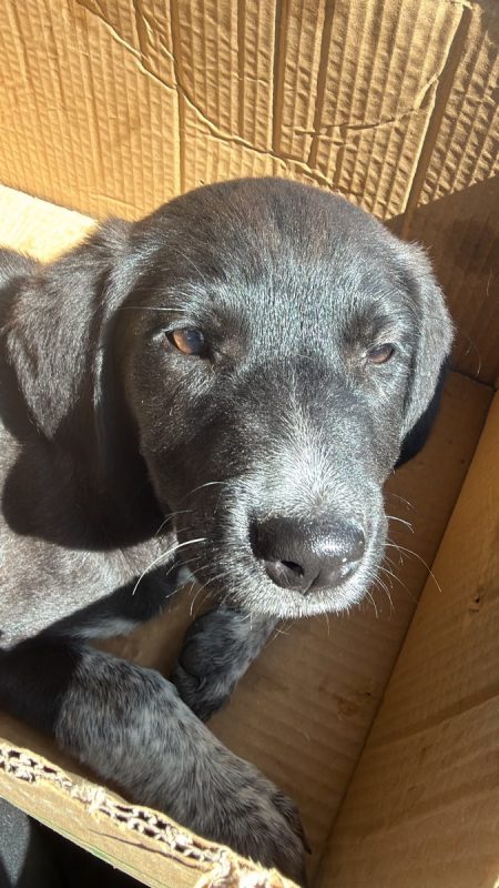 HONEY - Chien à adopter