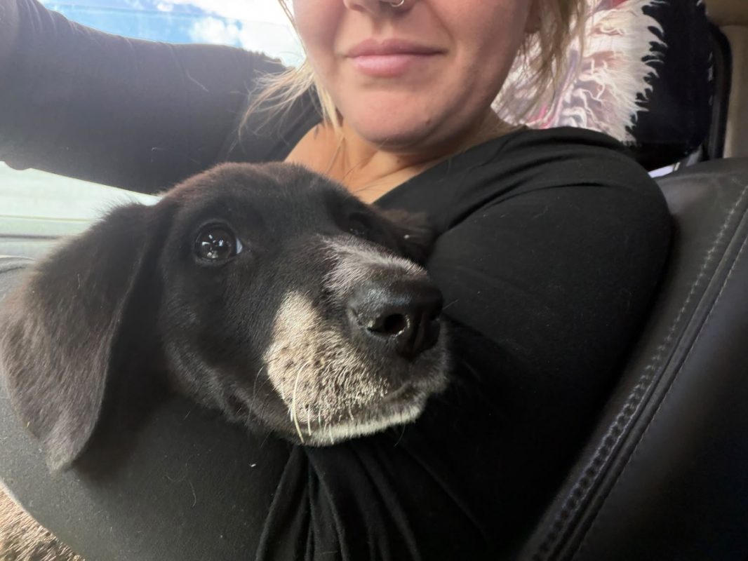 HONEY - Chien à adopter - photo 2