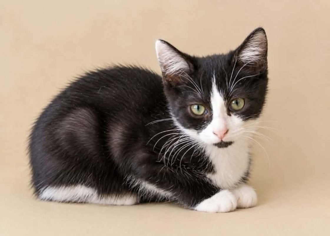 Ricotta - Chat Européen à adopter