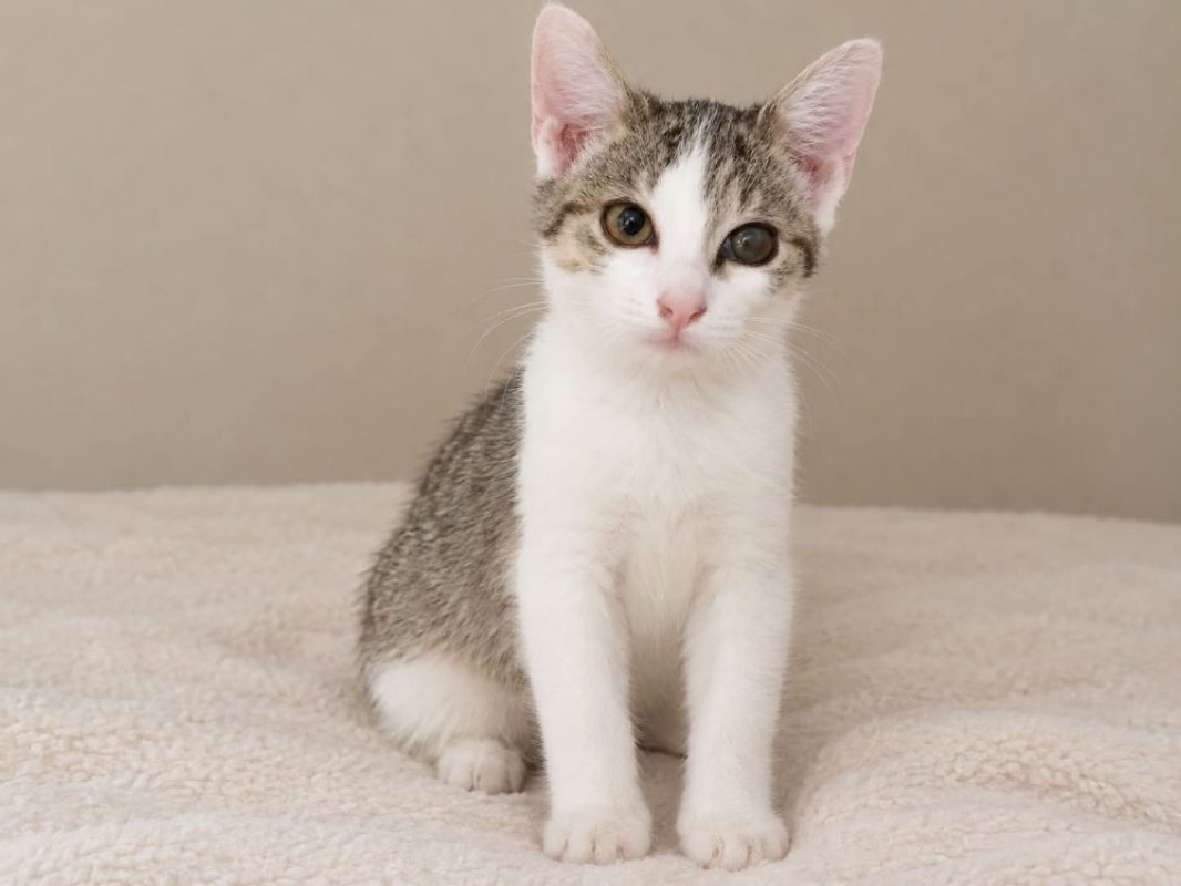 Calisson - Chat Européen à adopter