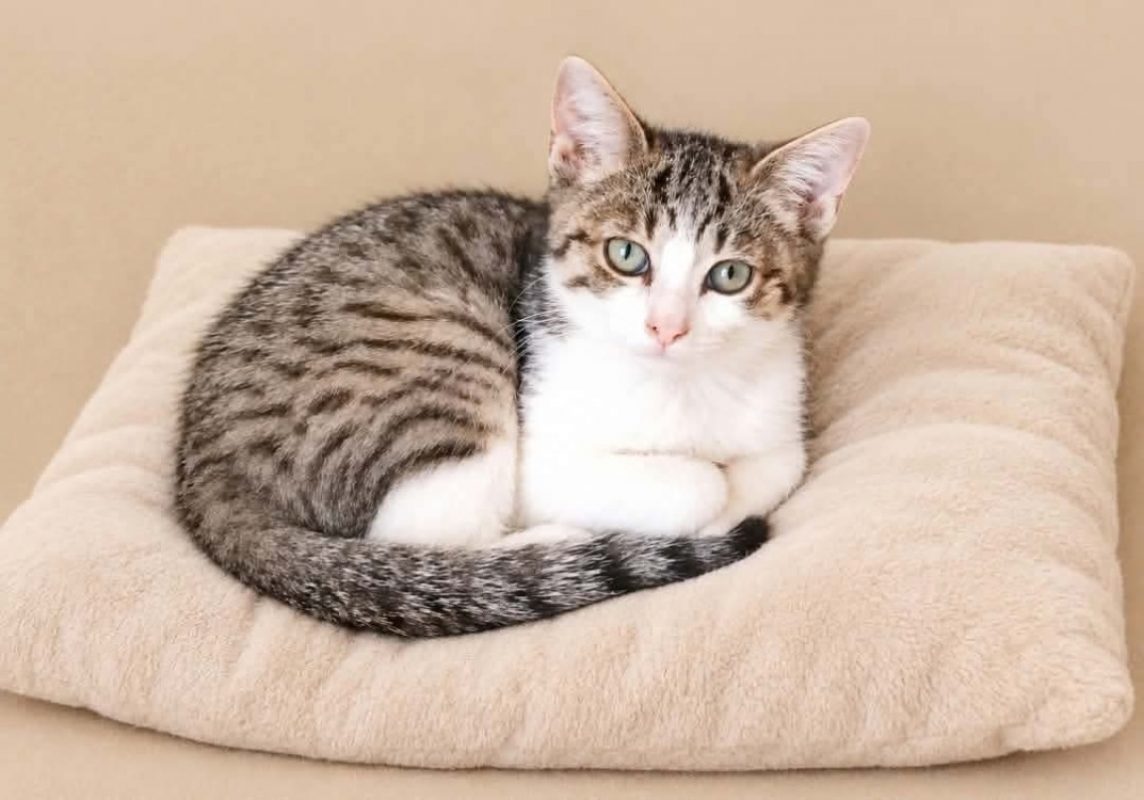Sucrette - Chat Européen à adopter