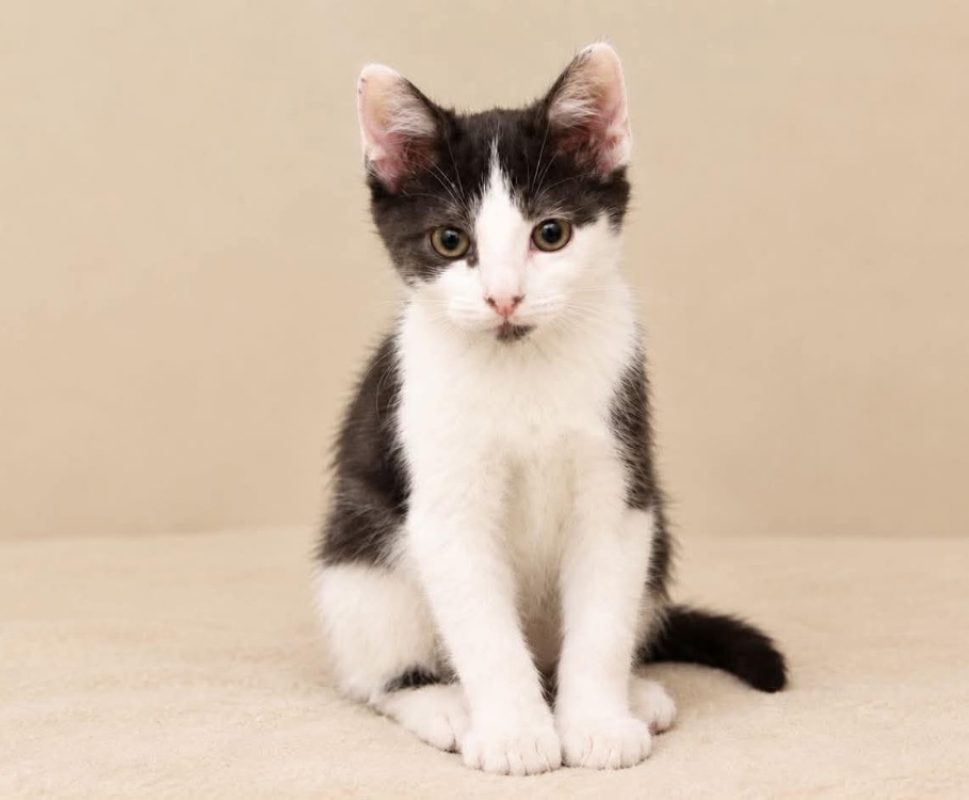 Pistou - Chat Européen à adopter