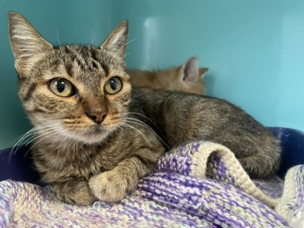 Baghera - Chat Européen à adopter