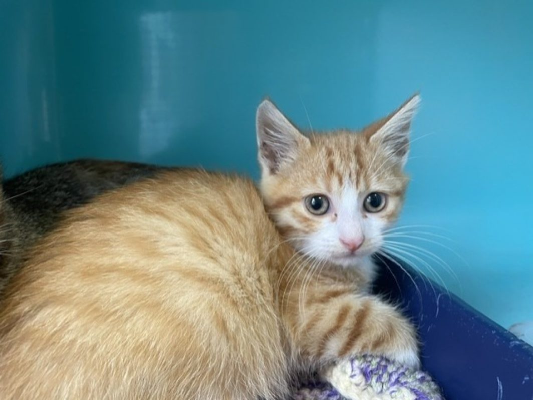 Mowgli - Chat Européen à adopter