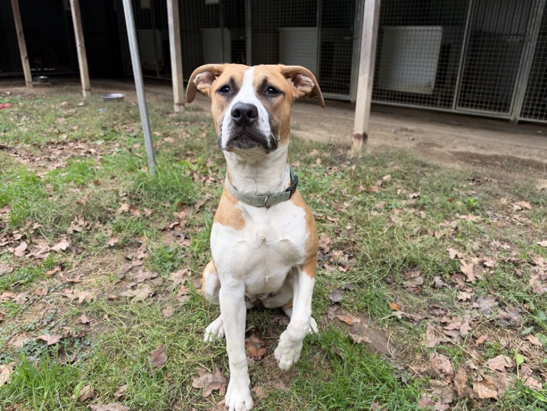 Tortilla - Chien à adopter