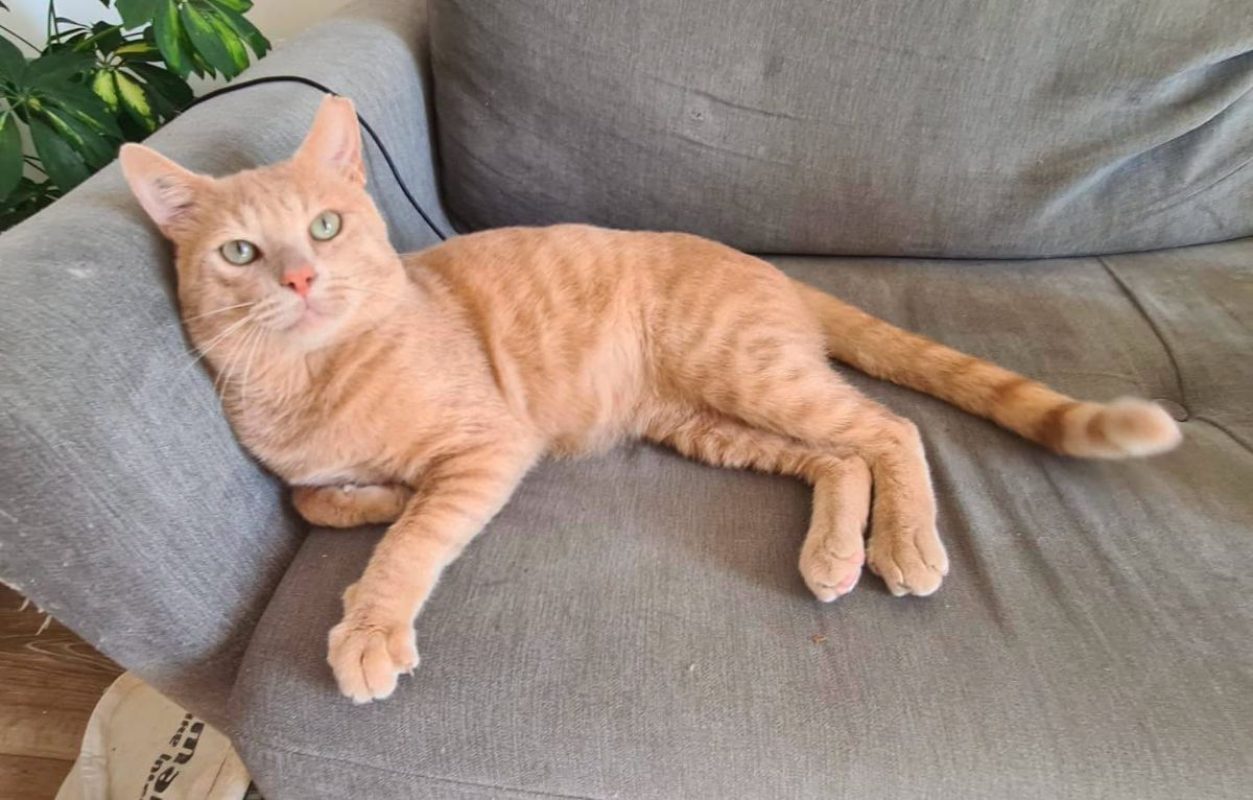 Raimu - Chat à adopter - photo 5
