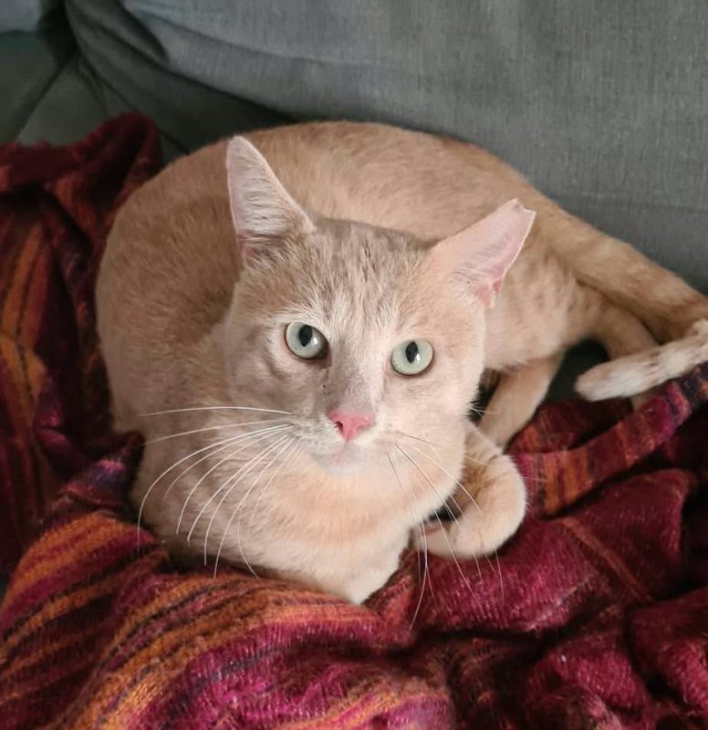 Raimu - Chat à adopter