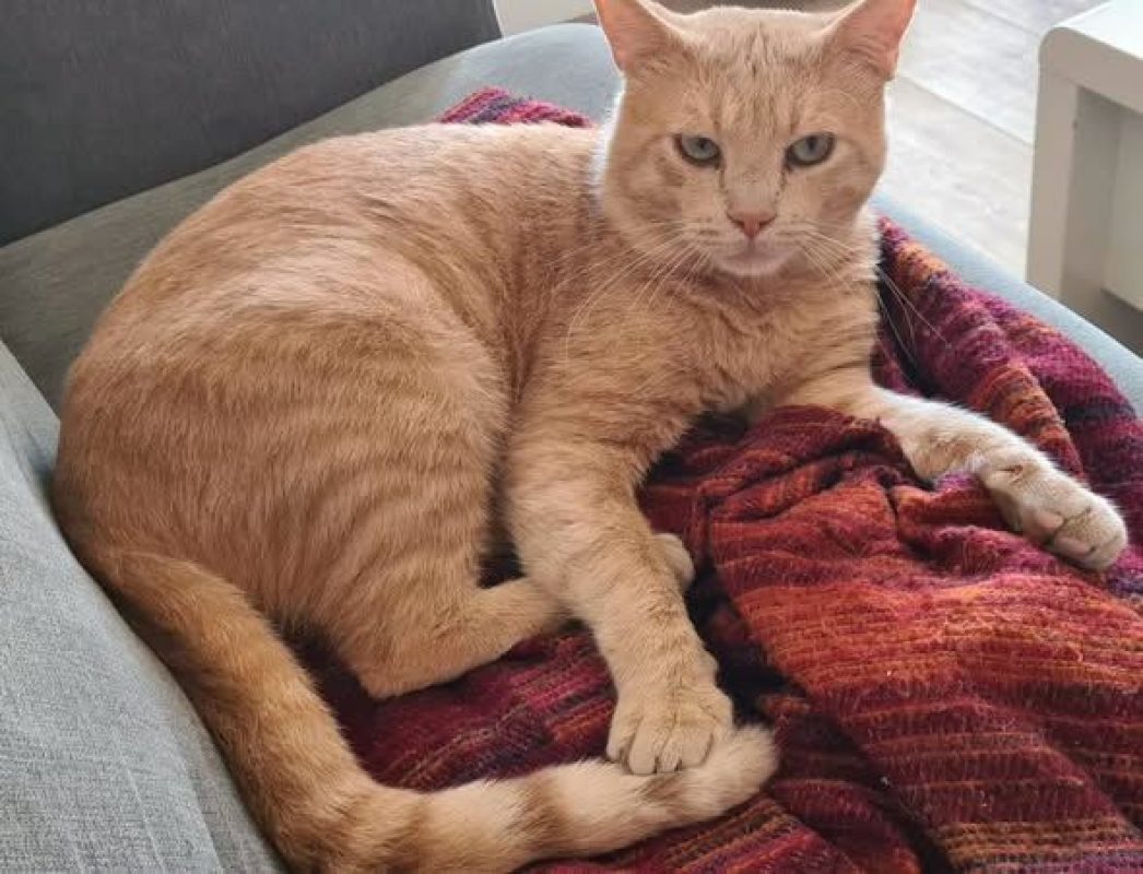 Raimu - Chat à adopter - photo 2