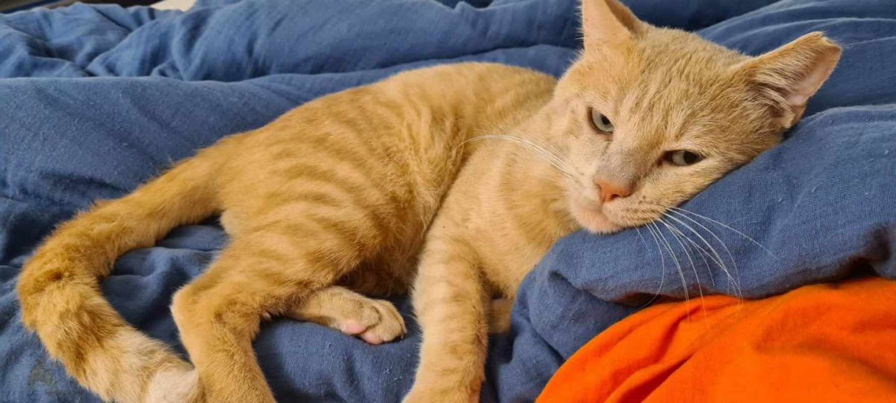 Raimu - Chat à adopter - photo 4