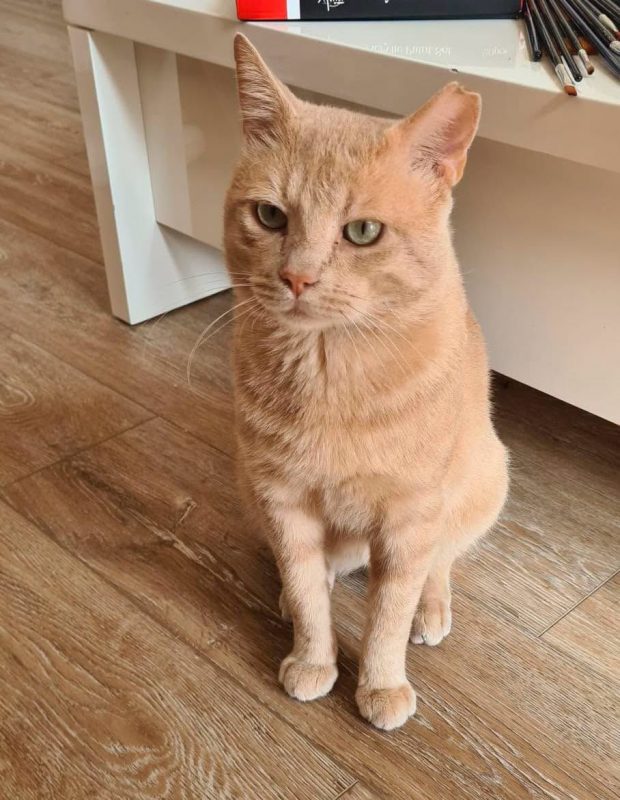 Raimu - Chat à adopter - photo 3