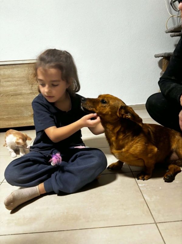 lucy - Chien à adopter